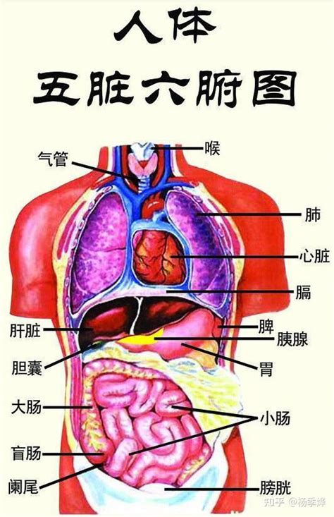 內臟有哪些|人體器官列表